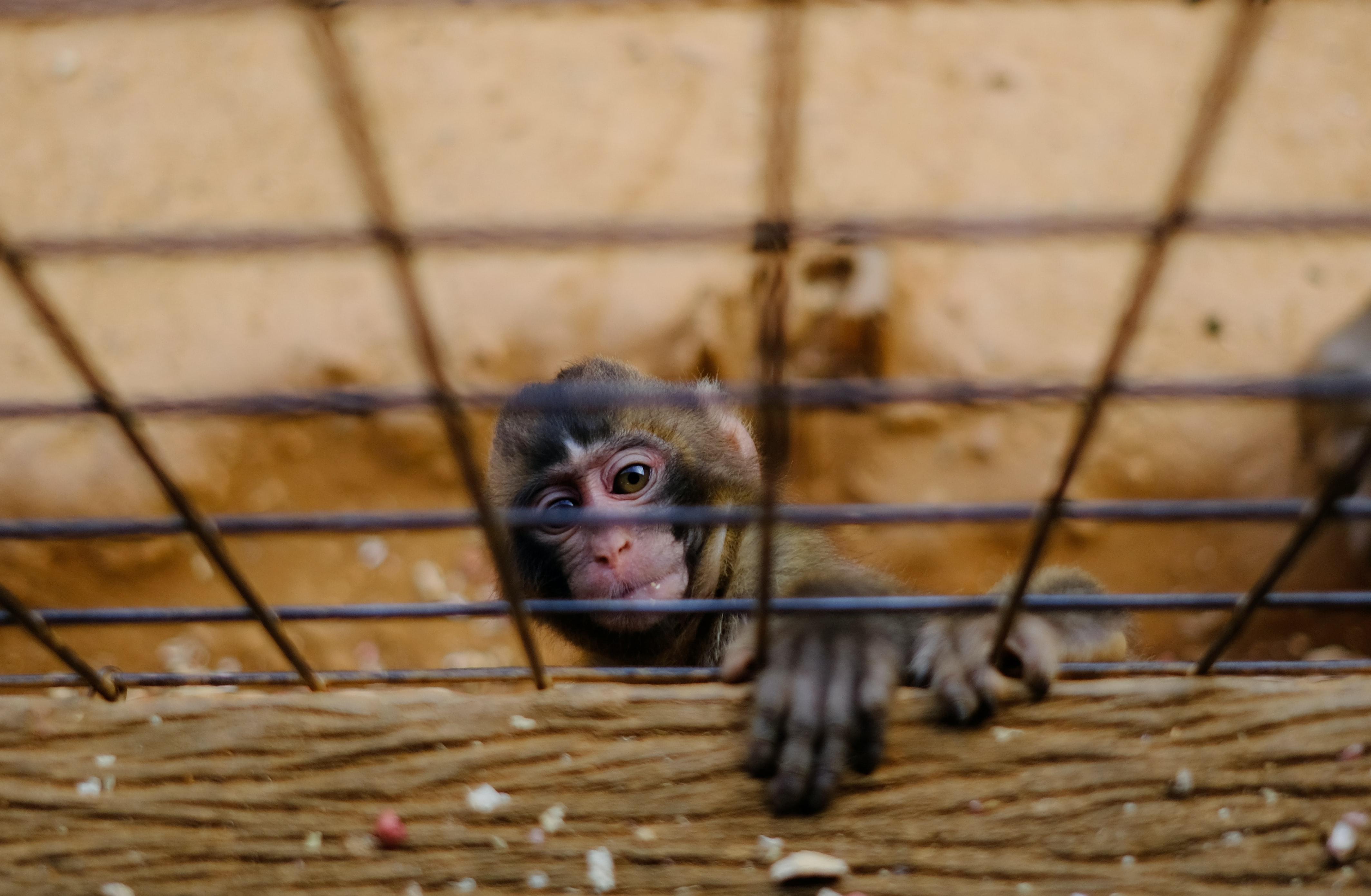 Un macaco. Giovanni Calia para Unsplash