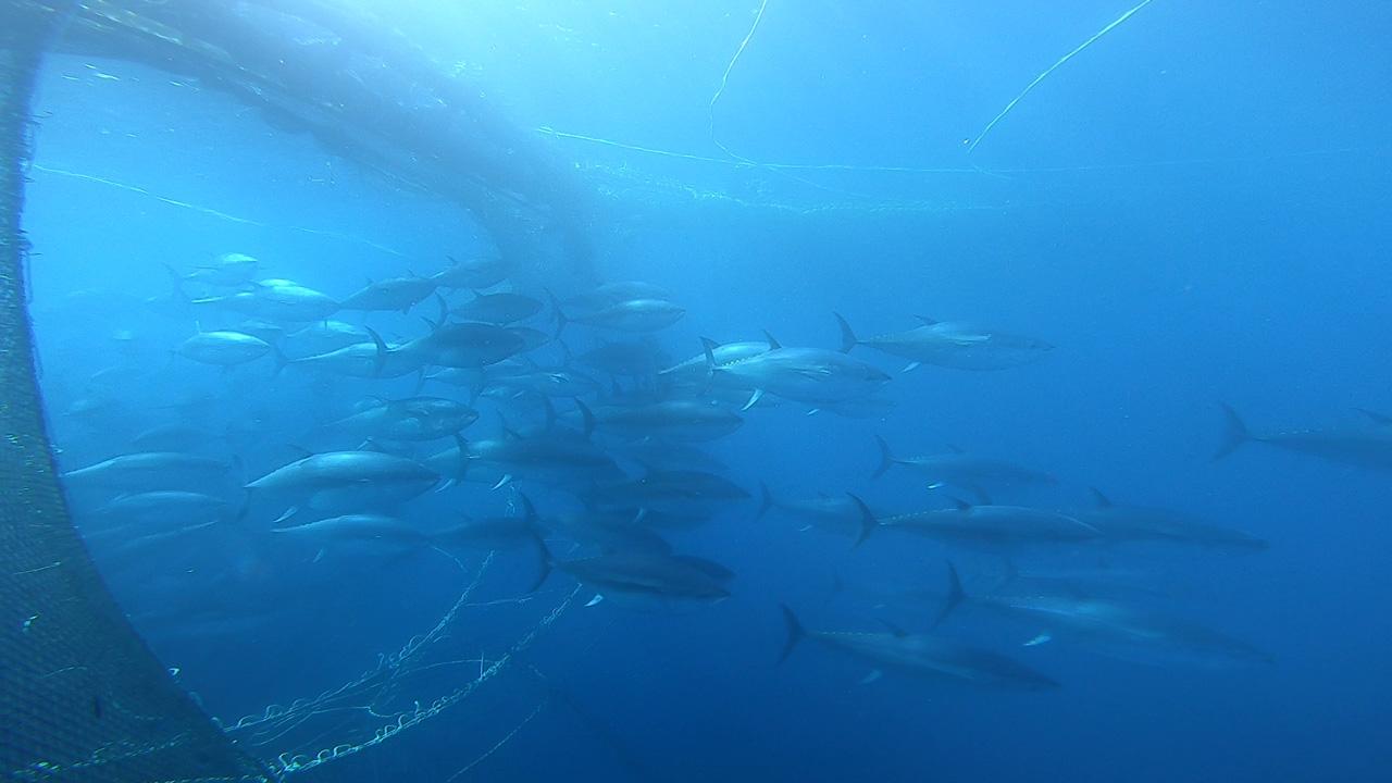 Se inicia la pesca de atún rojo en alta mar, que es solo la primera parte de la campaña, con estrictas medidas de seguridad