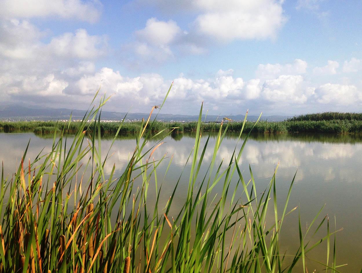 ha transformado las instalaciones del ciclo del agua en ‘infraestructuras verdes’ para que sirvan de apoyo al ecosistema en el que están ubicadas y favorezcan los servicios que nos ofrece la naturaleza. (Foto de los humedalesdel Delta del Ebro/Oliver Hernández)