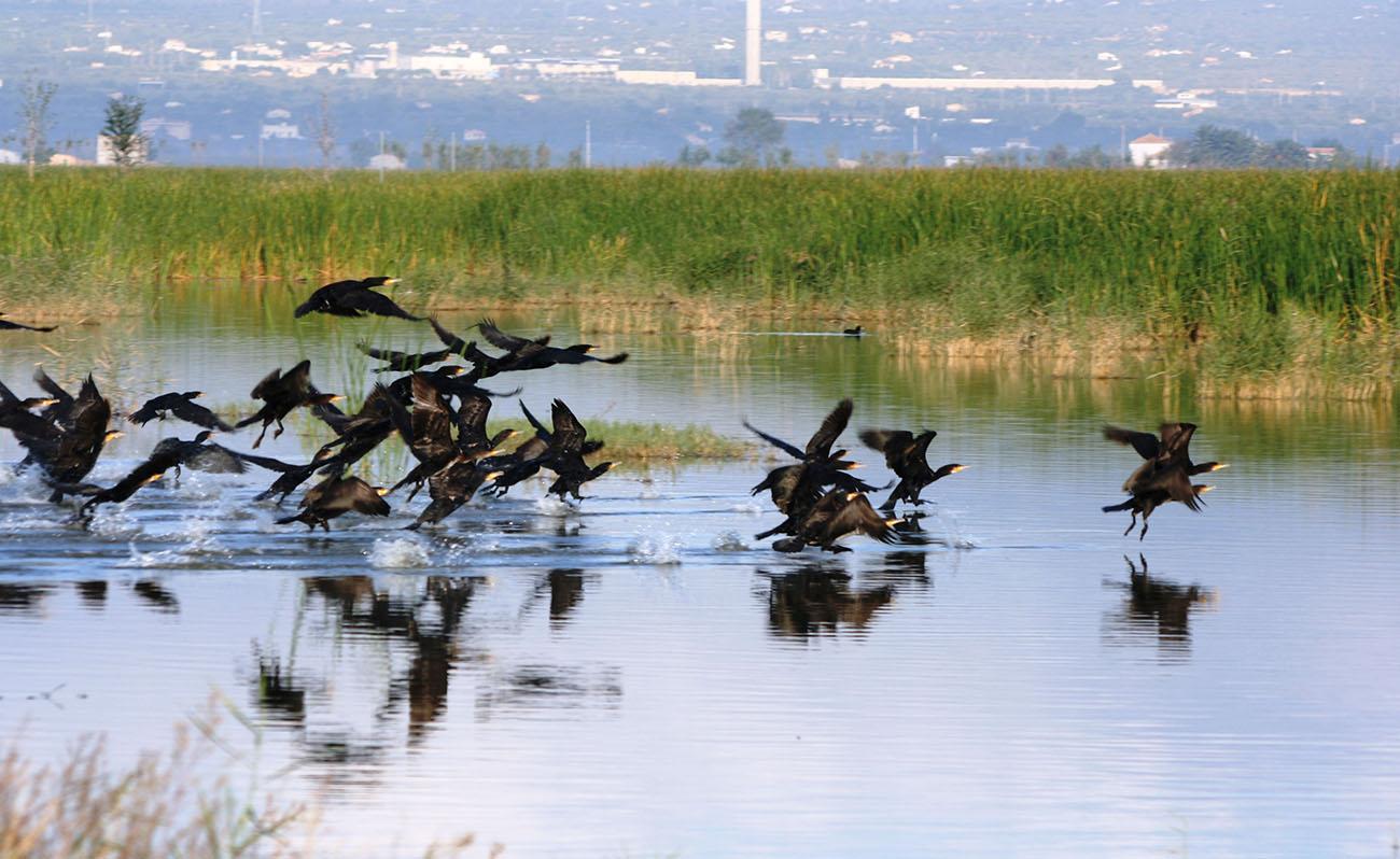 Suez recuerda en el Día Mundial del Medio Ambiente que la salud de las personas depende de la salud del planeta.. (Foto de los humedales  del Delta del Ebro/Oliver Hernández)