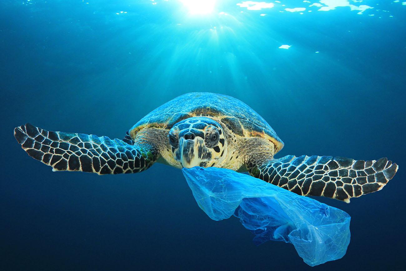 El 5 de junio se celebra el Día Mundial del Medio Ambiente, bajo el lema ‘La Hora de la Naturaleza’