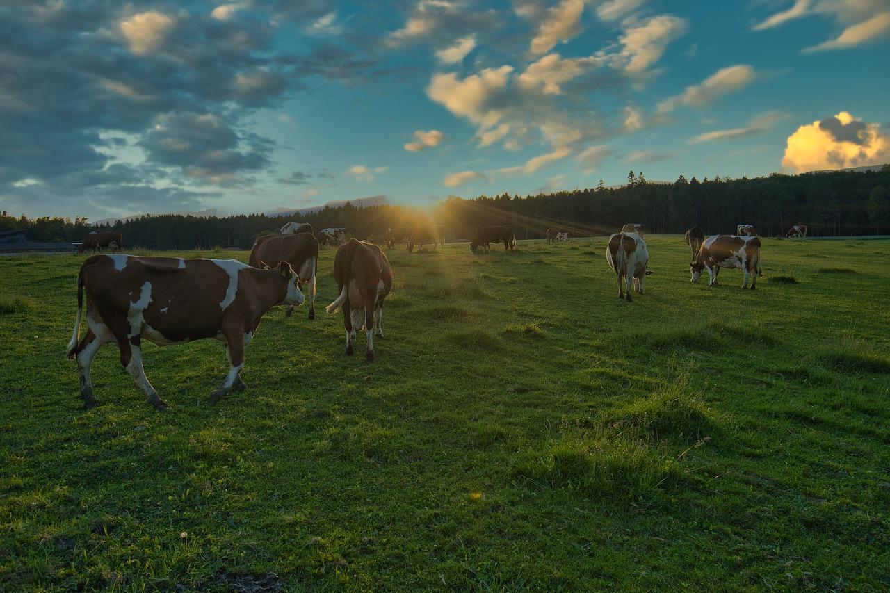 El consumo de carne tiene un gran impacto ambiental