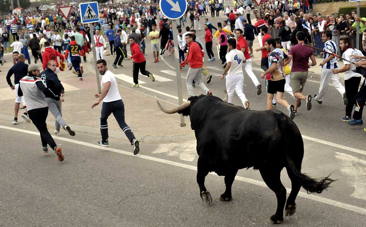 "Pelado" protagonista de la celebración de la fiesta del Toro de la Peña, ahora denominado de nuevo Toro de la Vega,  en Tordesillas (Valladolid). 