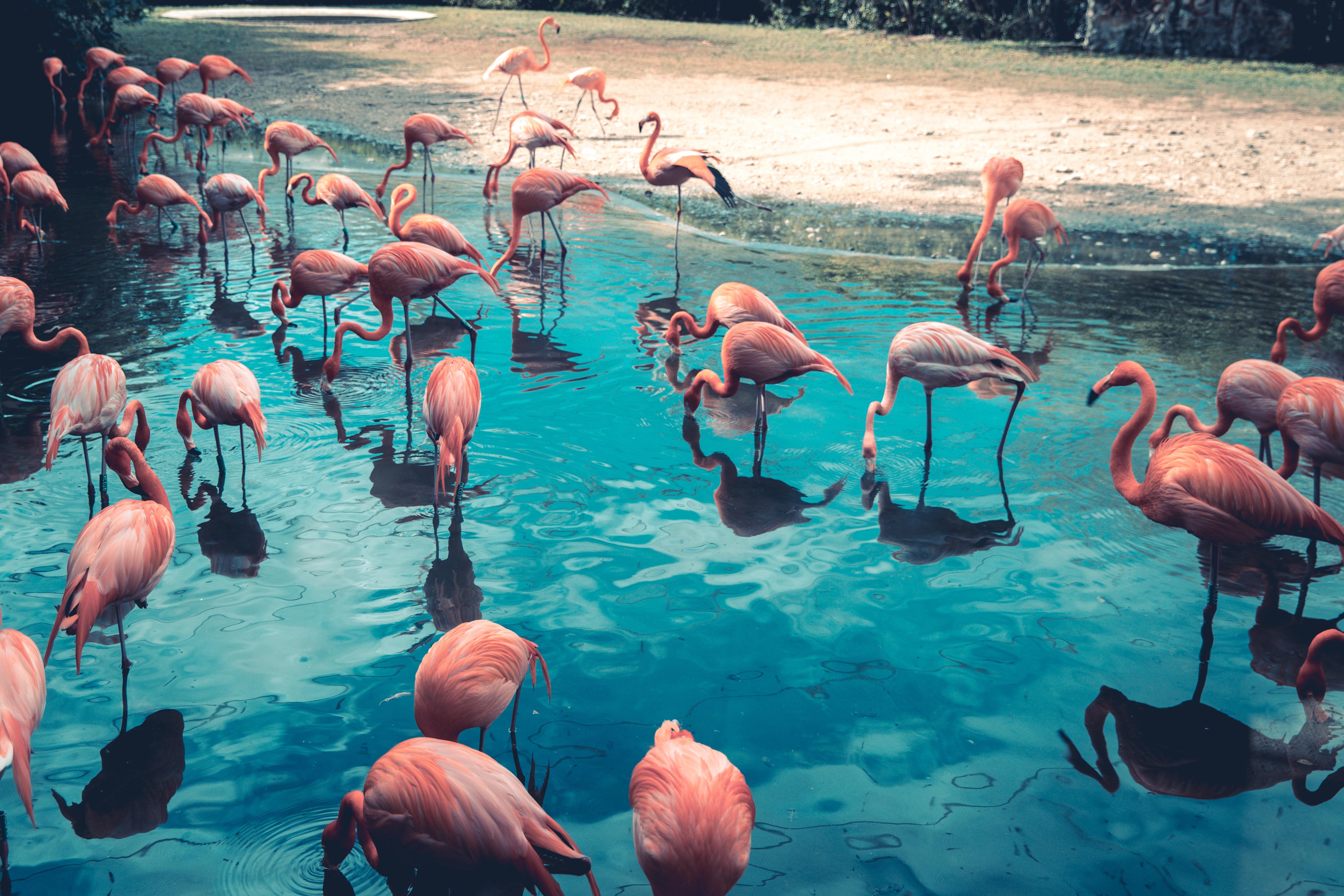 Flamencos rosa. Yucel Moran para Unsplash