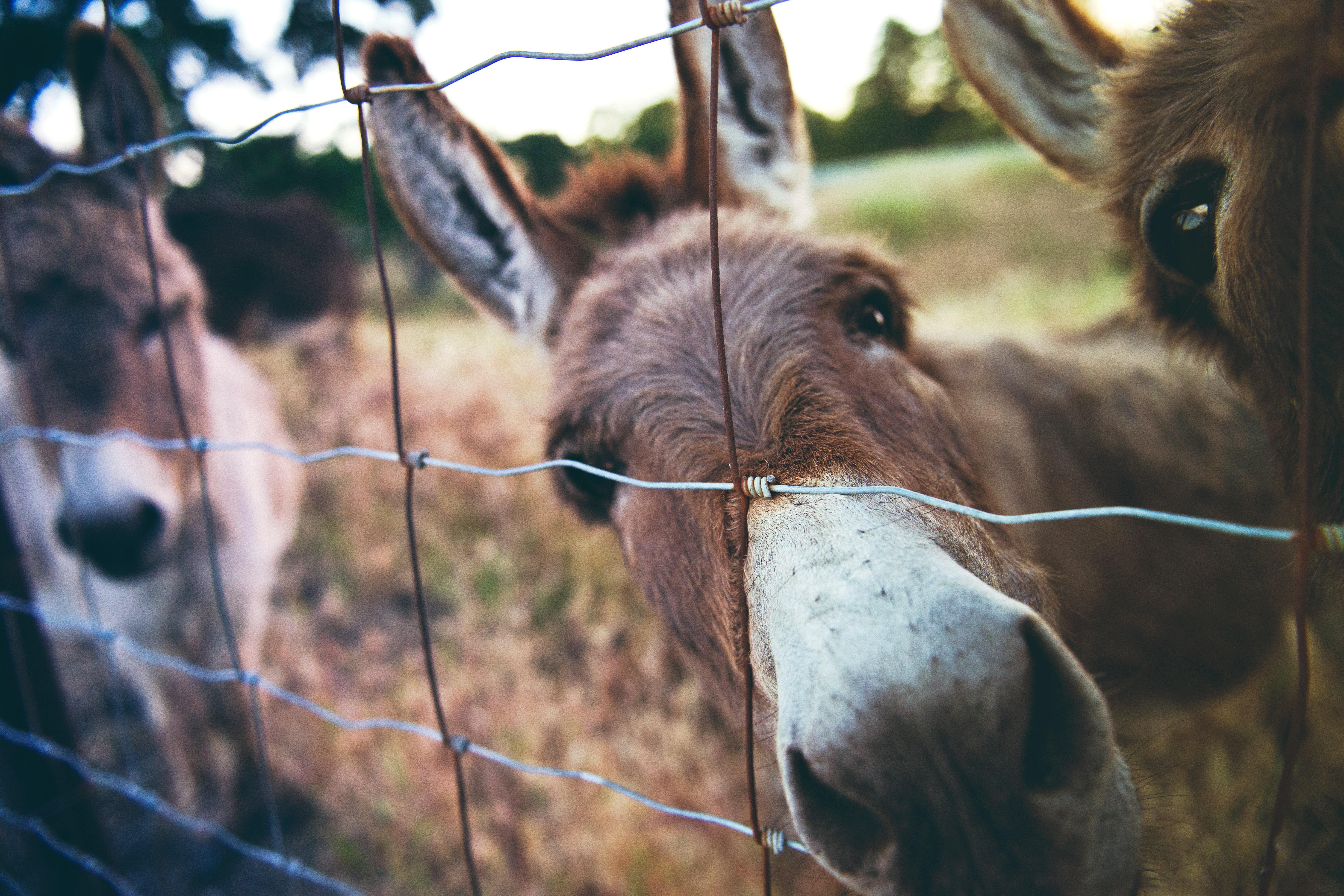 Burros tras una valla. Tim Mossholder para Unsplash