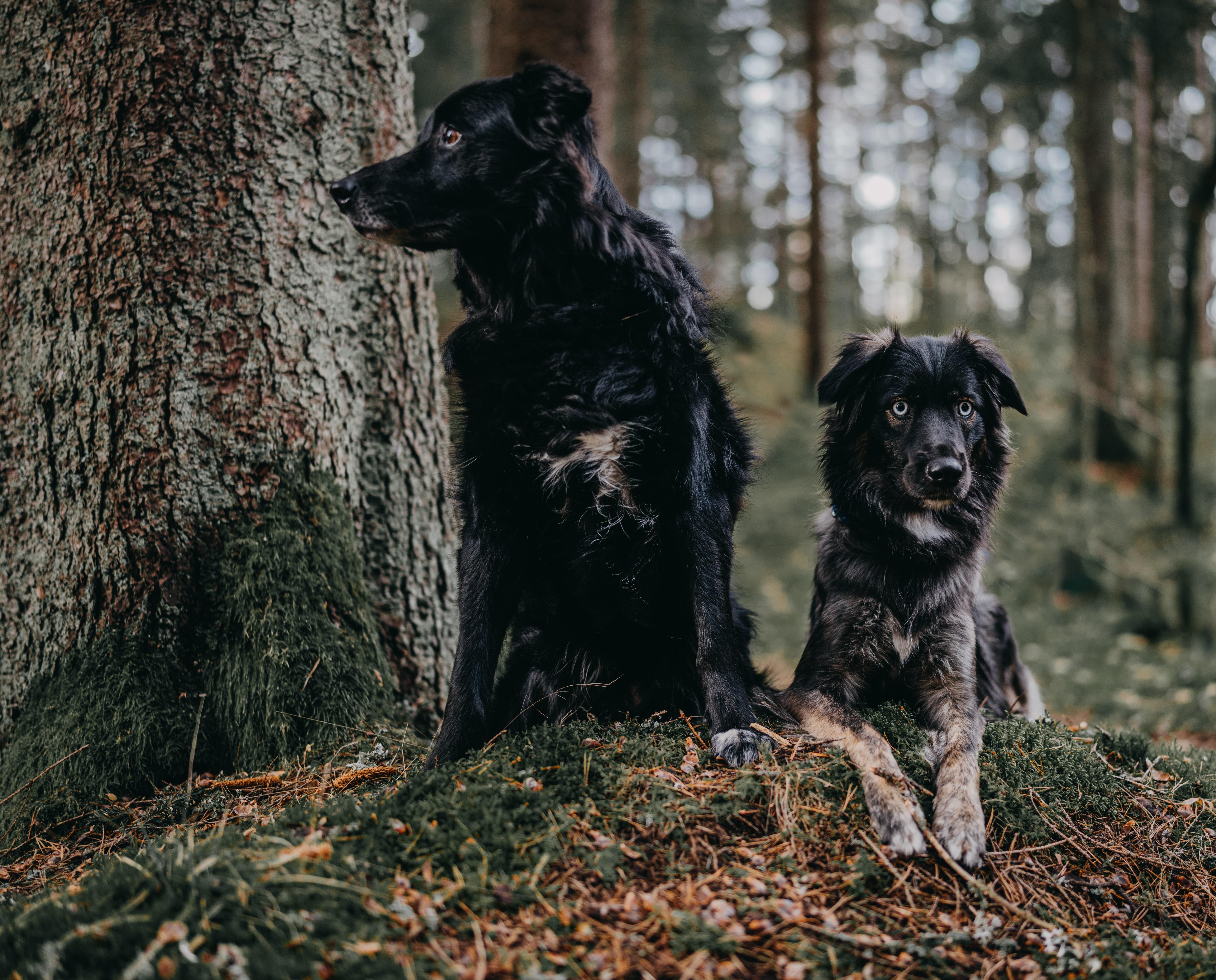 Dos perros. Janko Ferlic para Unsplash
