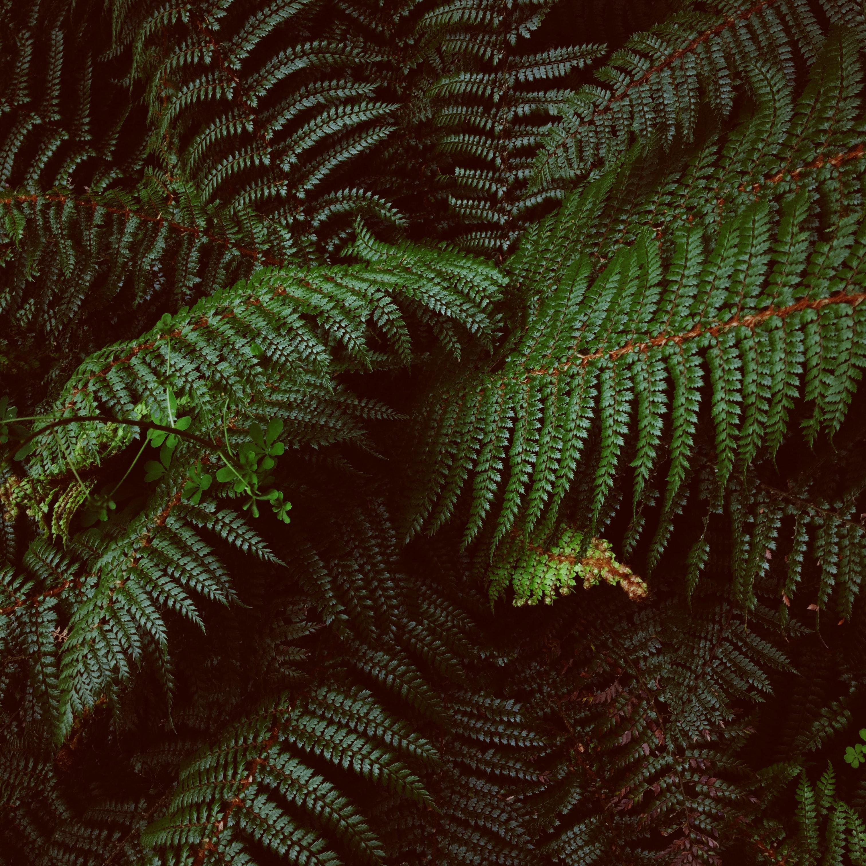 Helechos. Harry Knightpara Unsplash