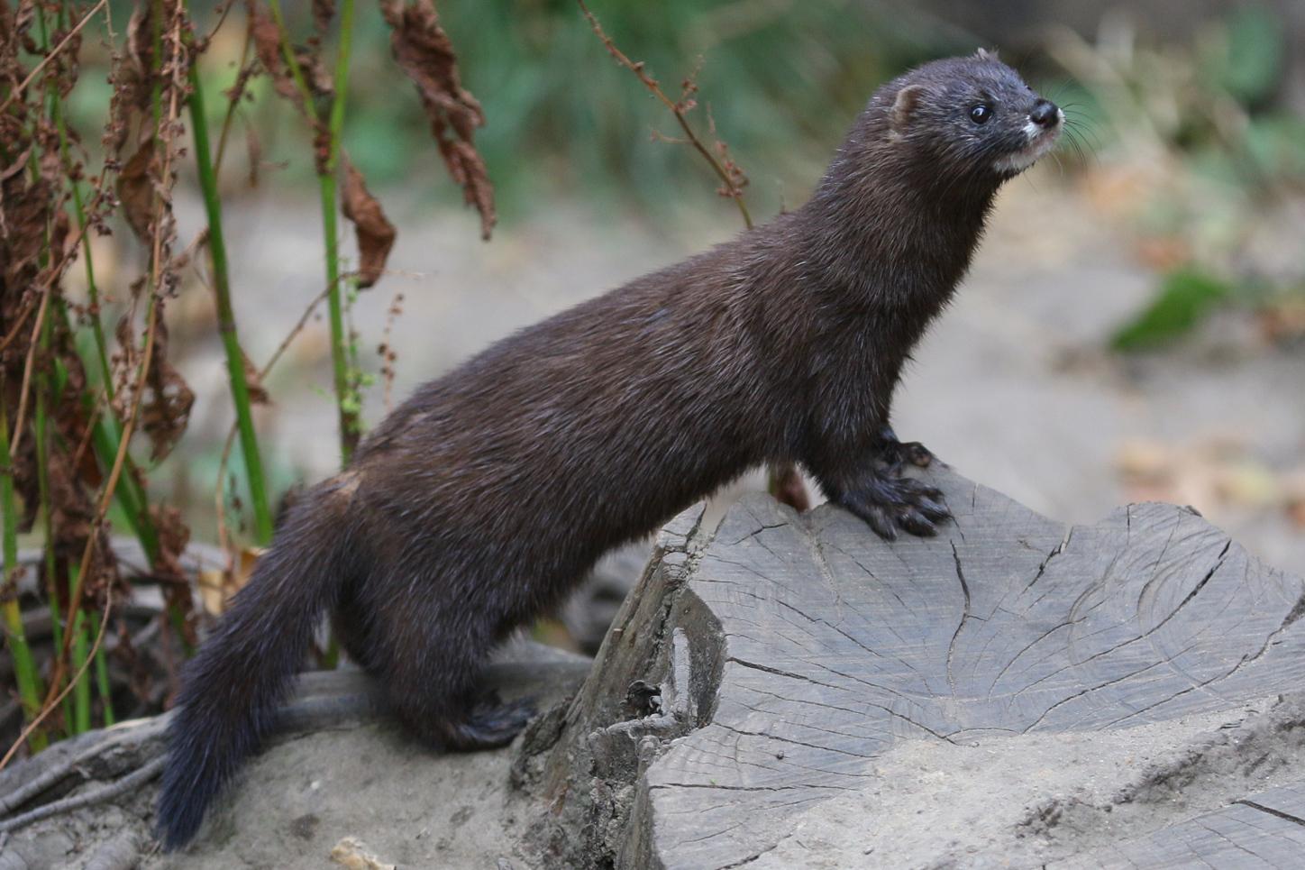 Visón europeo en el zoo de Osnabrück (Alemania)