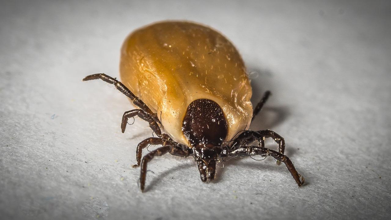 Cómo actuar ante la picadura de una garrapata