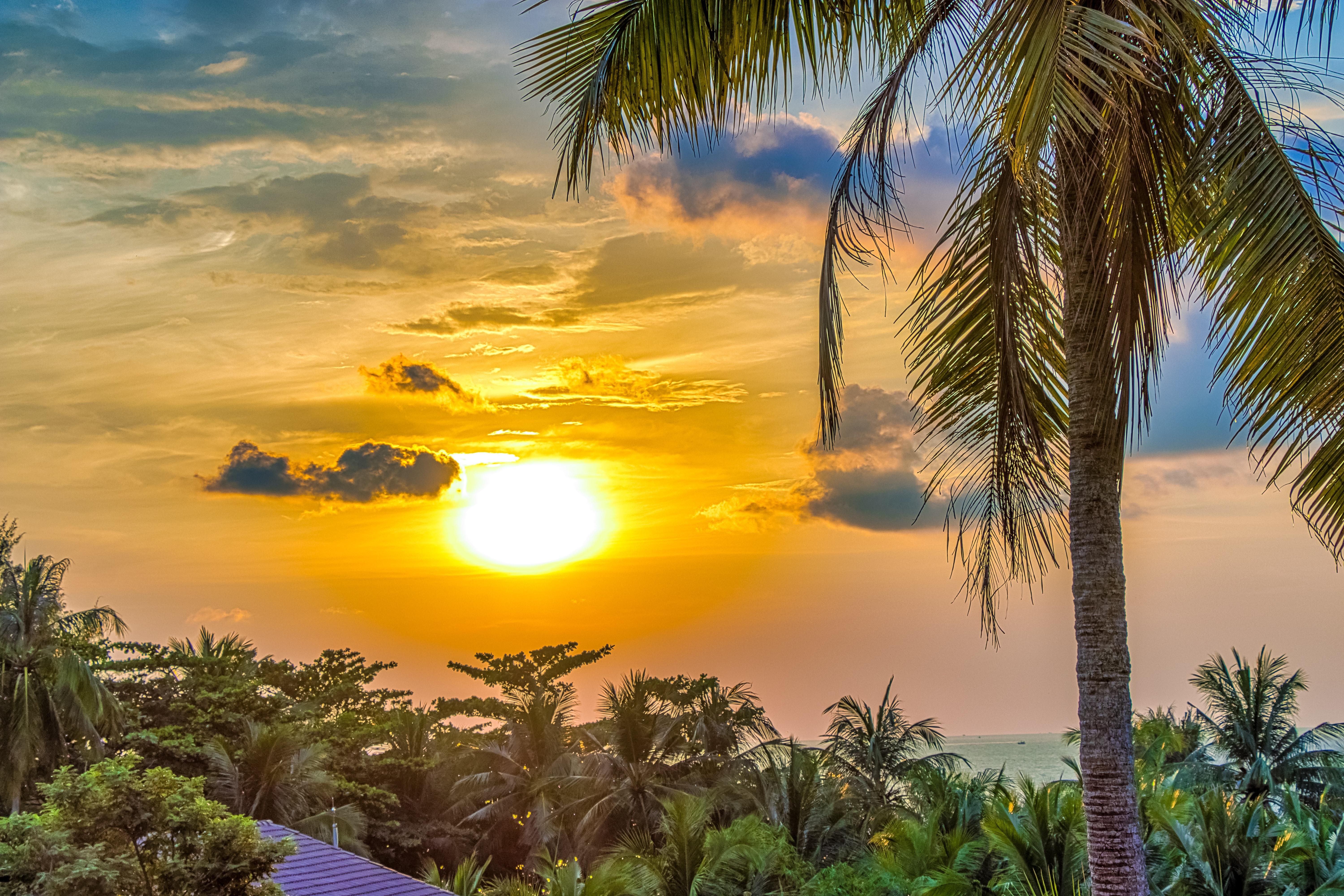 Atardecer entre palmeras. Unsplash