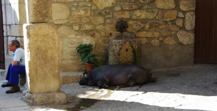 Cerdo de San Antón, Mogarraz