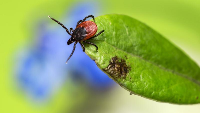 Pasos a seguir si nos pica una garrapata Pasos a seguir si nos pica una garrapata