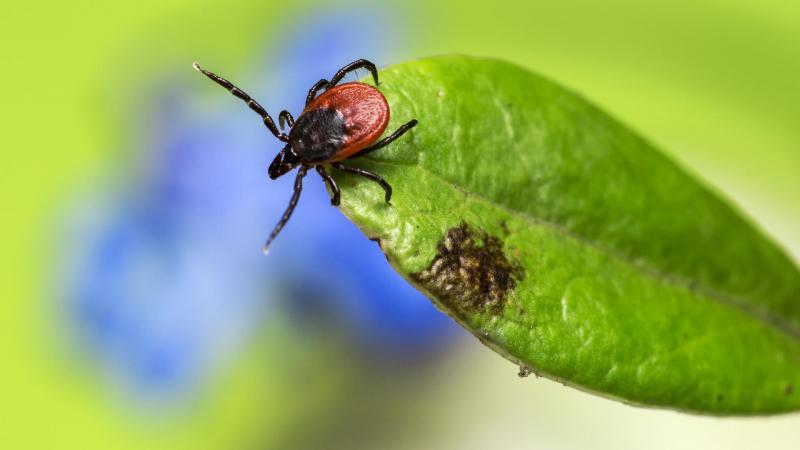 Pasos a seguir si nos pica una garrapata