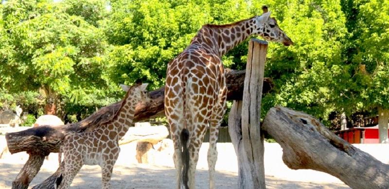 Jirafas en el Zoo Madrid Jirafas en el Zoo Madrid
