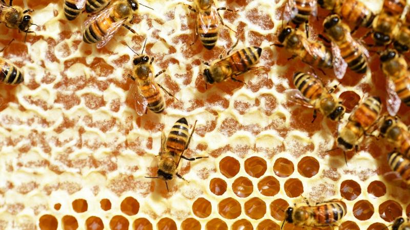 Panal de abejas haciendo miel Panal de abejas haciendo miel