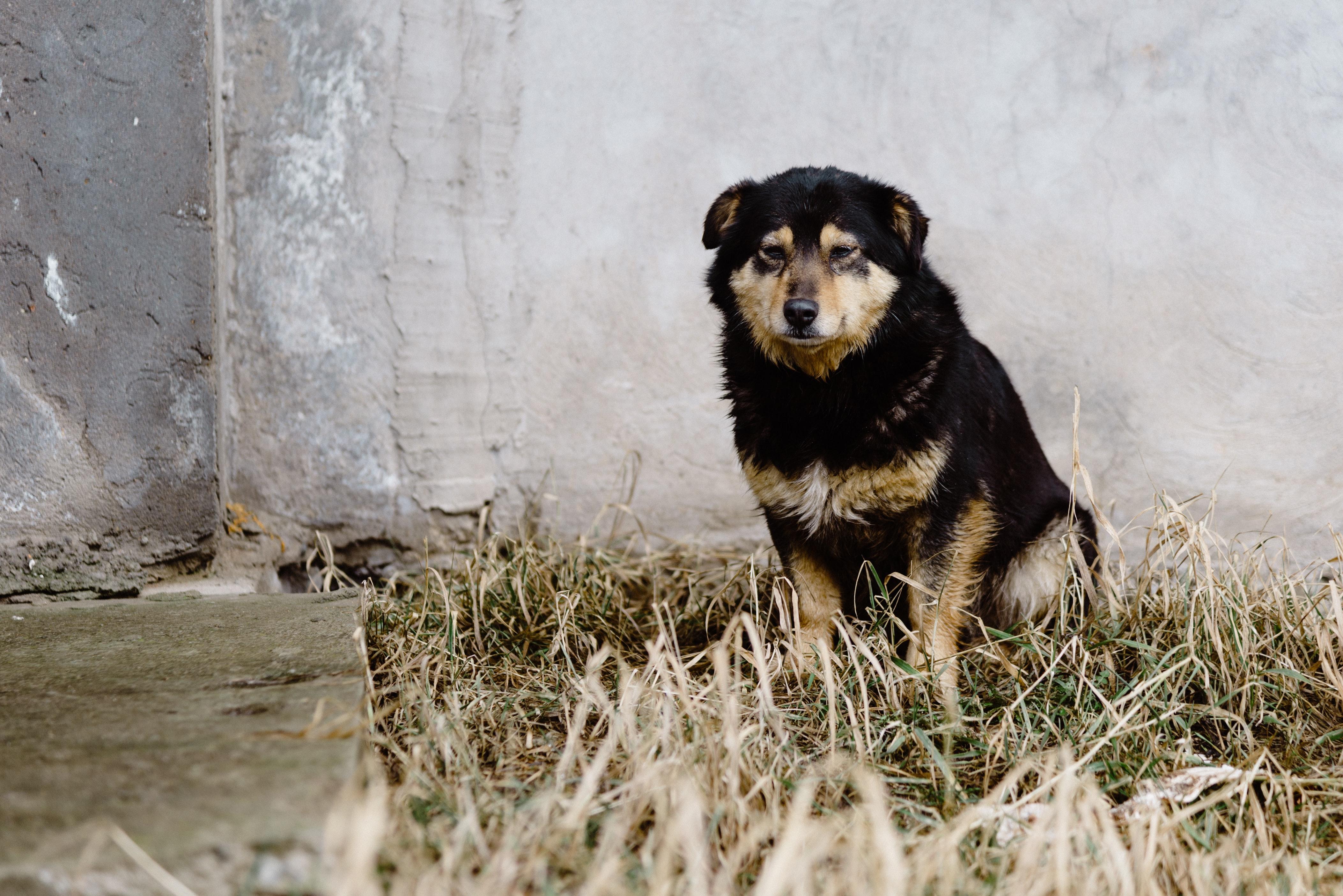 Perro pastor. Artem Maltsev para Unsplash