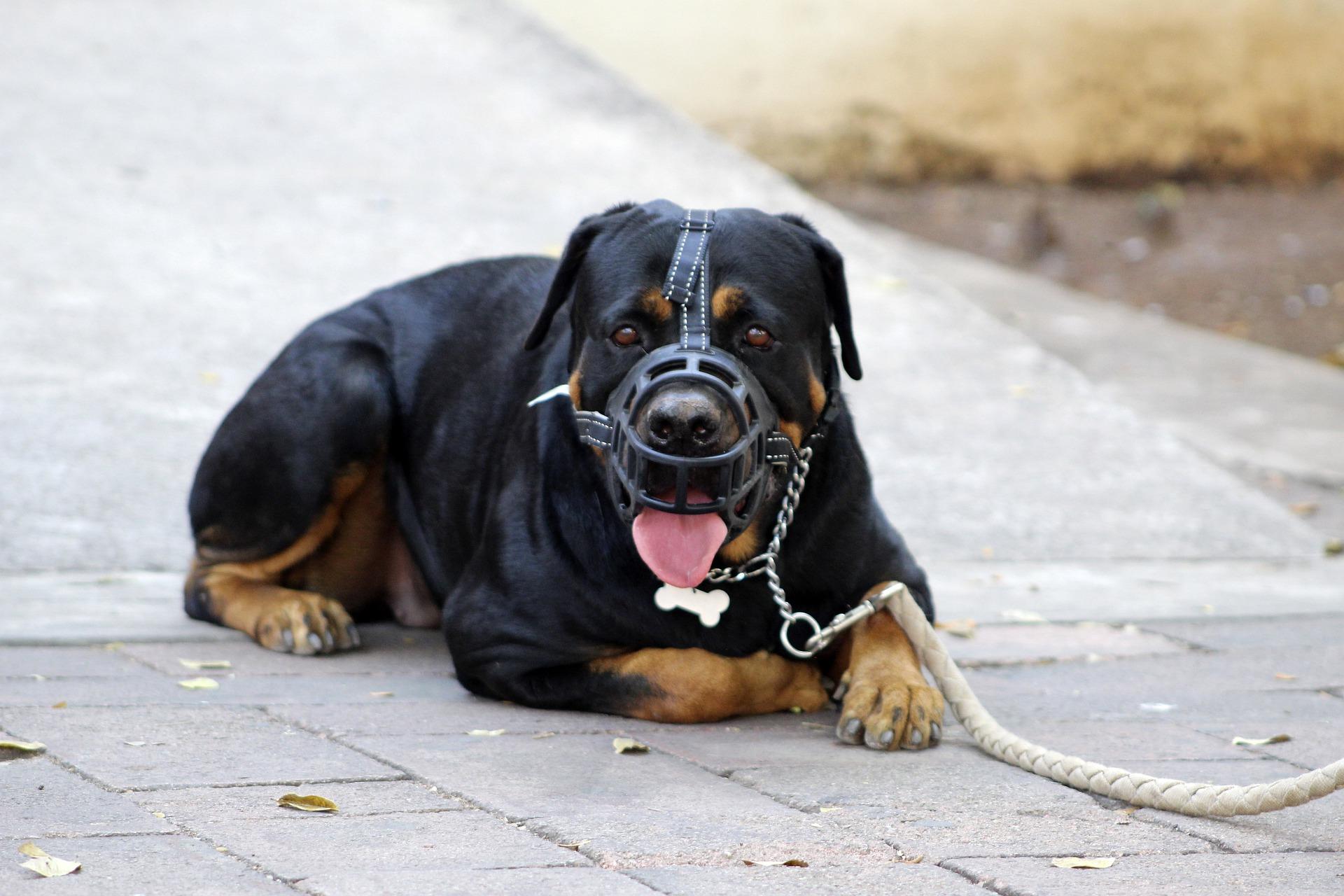 Un perro de raza peligrosa / Pixabay
