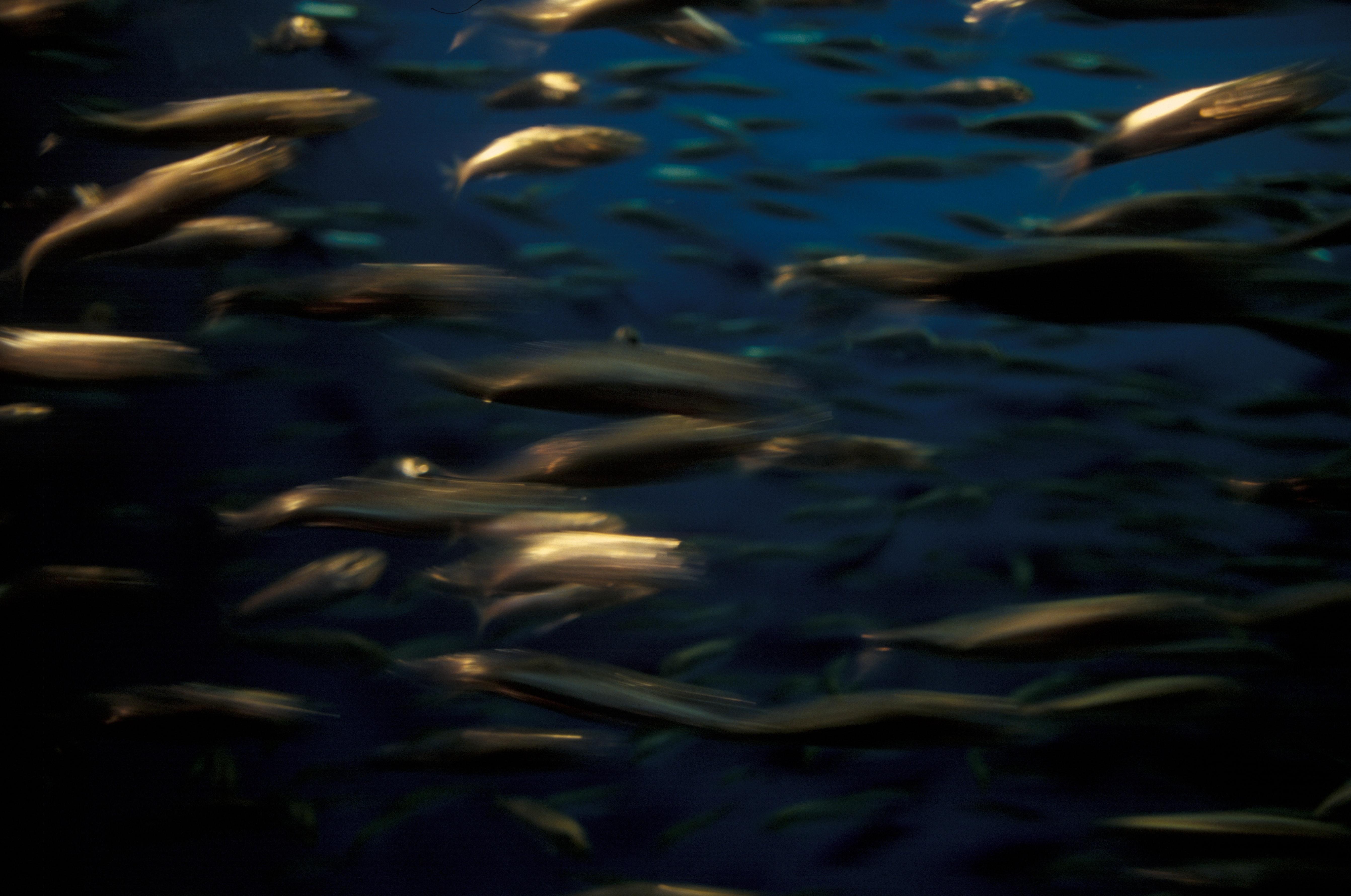 Banco de sardinas. Unsplash