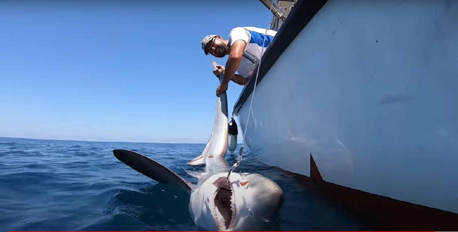 Captura de tiburón tigre en Huelva - Manuel Fortes
