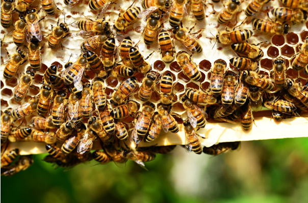 Una colmena de abejas, en su panal.