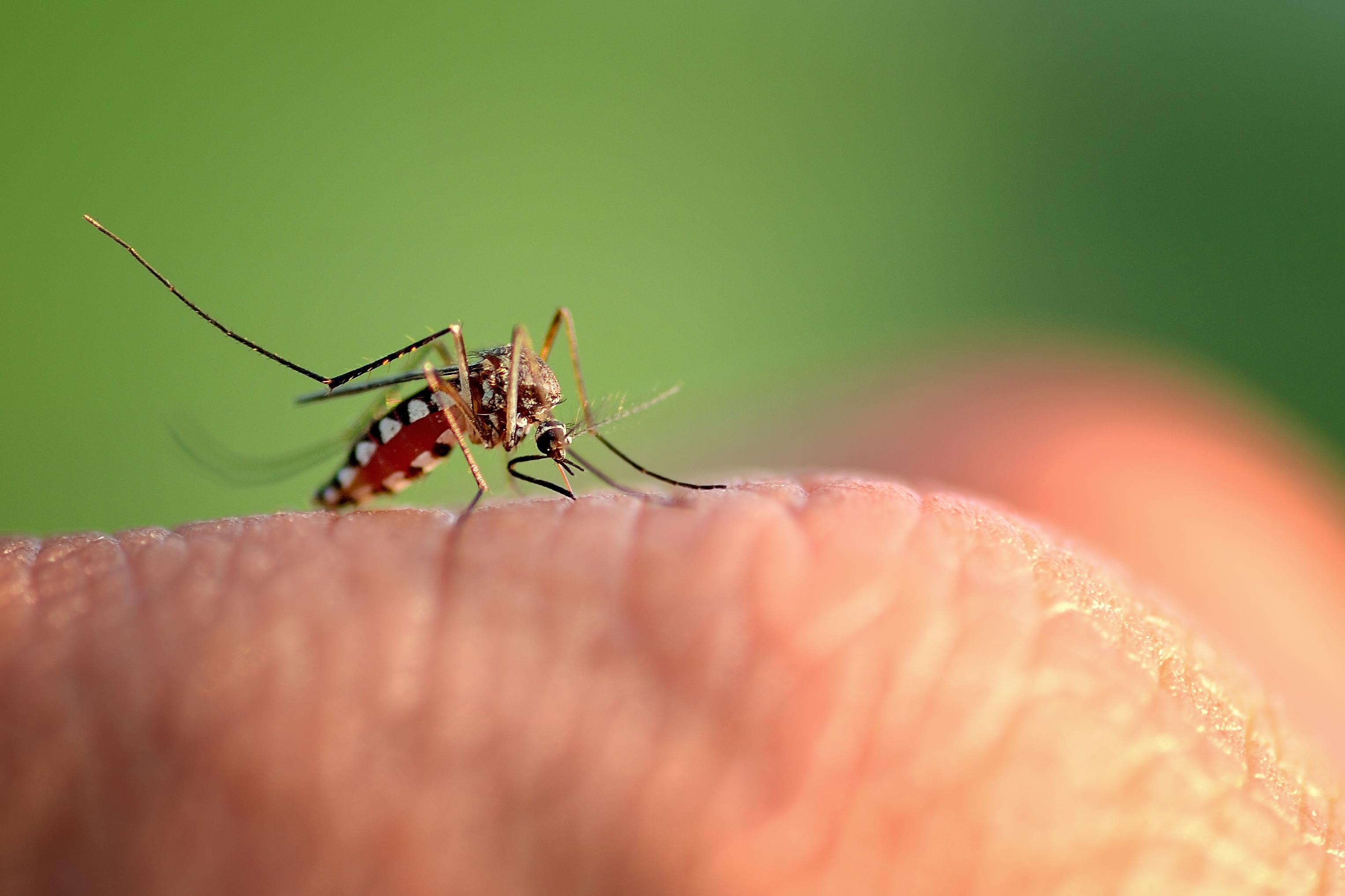 Diez cosas que debes saber -sí o sí- sobre la zoonosis