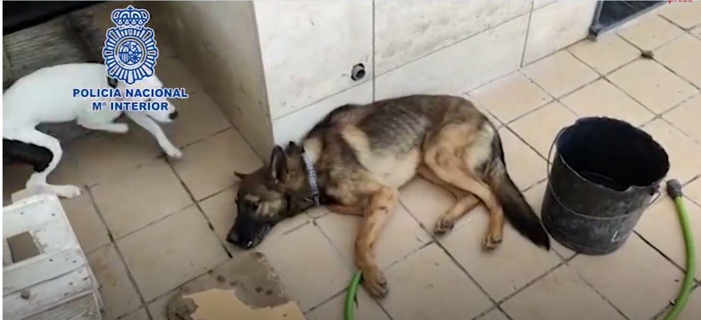 A prisión por dar de comer un perro vivo a otros seis canes peligrosos