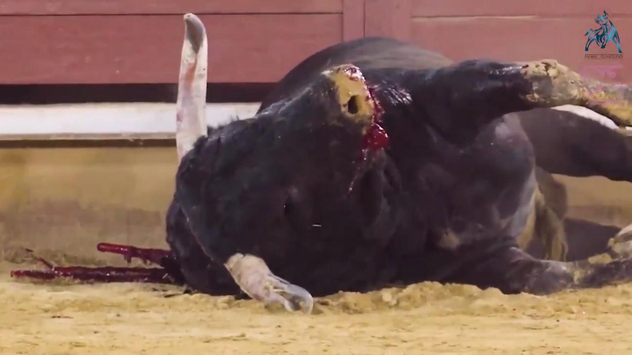 Las imágenes más duras de la primera corrida de toros tras el confinamiento: “¿Cómo puede ser esto legal?”. Fuente: Twitter.