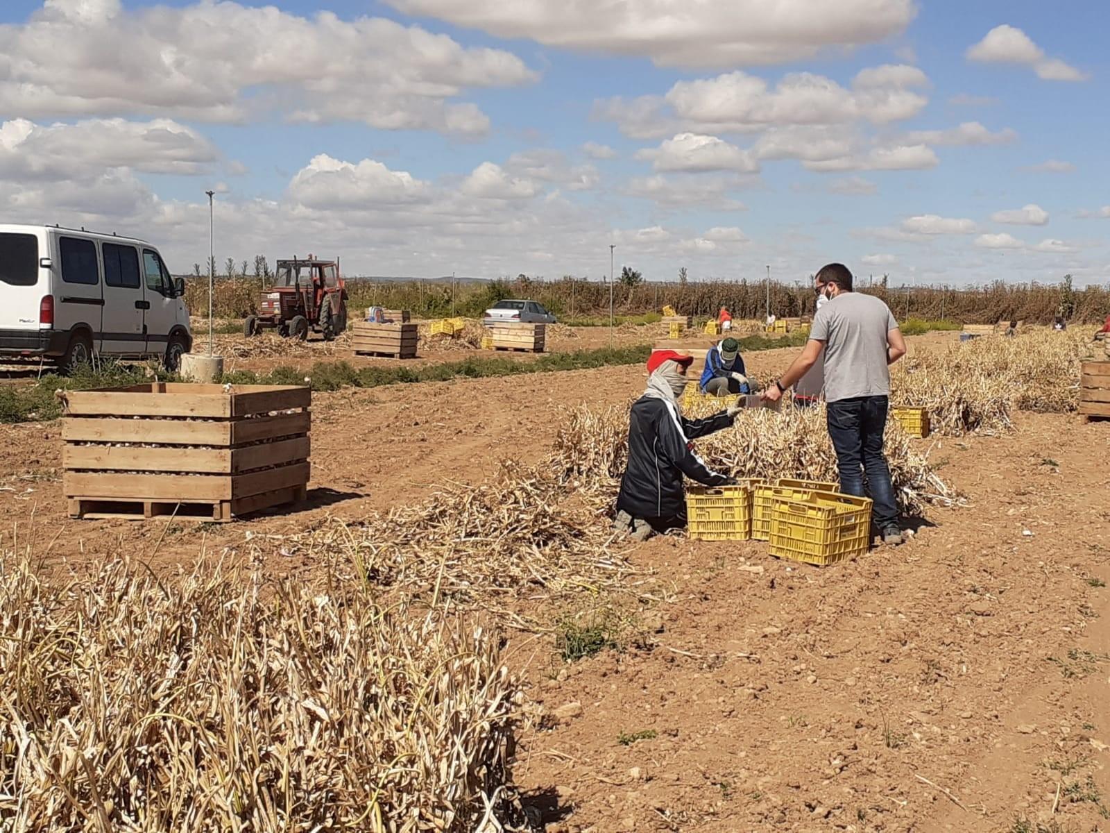 Trabajadores del campo en Albacete. EP