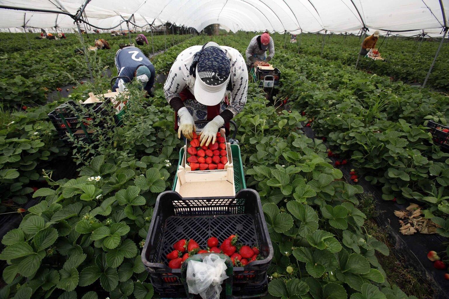 Temporeros: se reabre el debate de su precariedad laboral