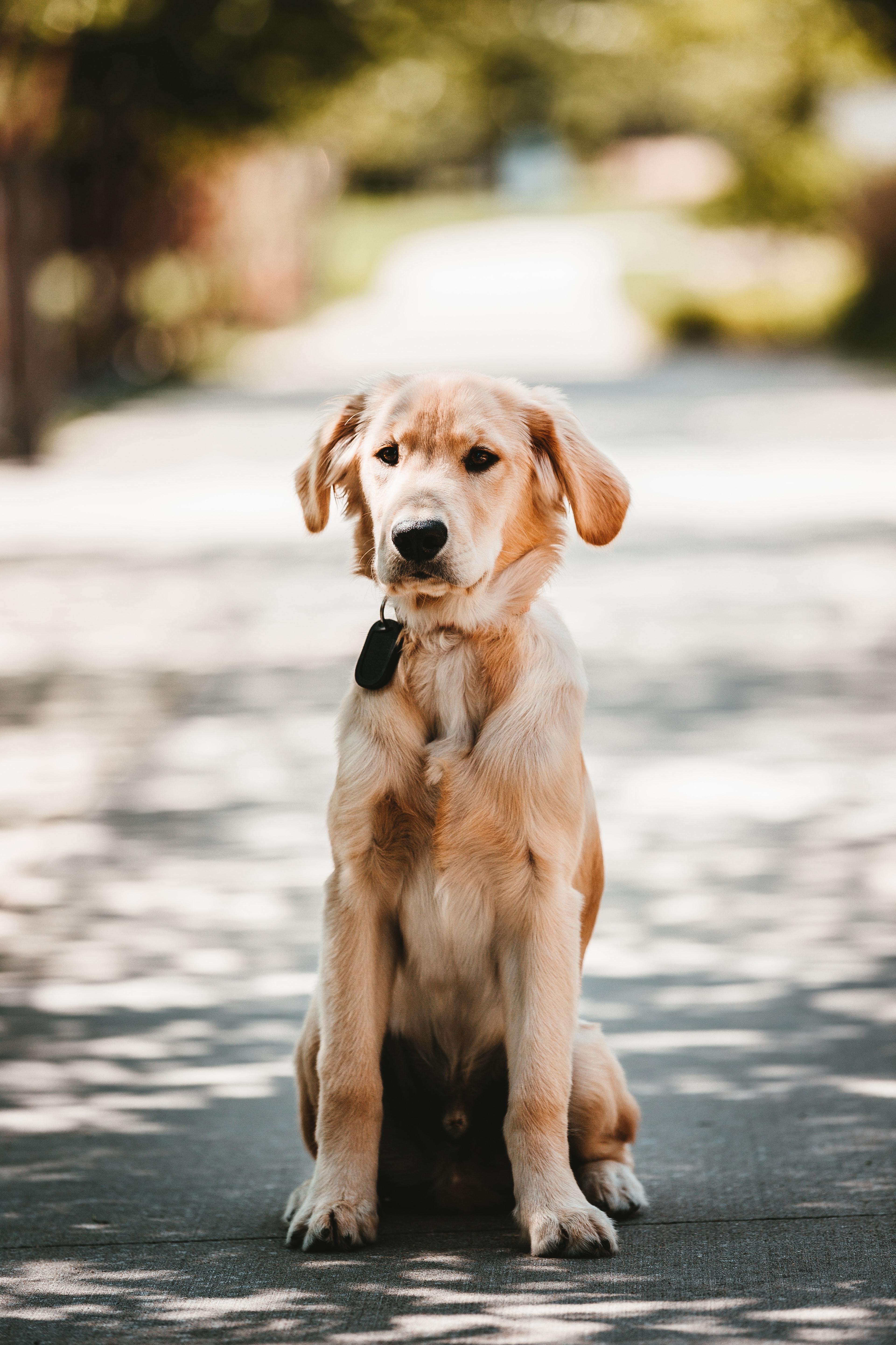 Imagen de un perro. 