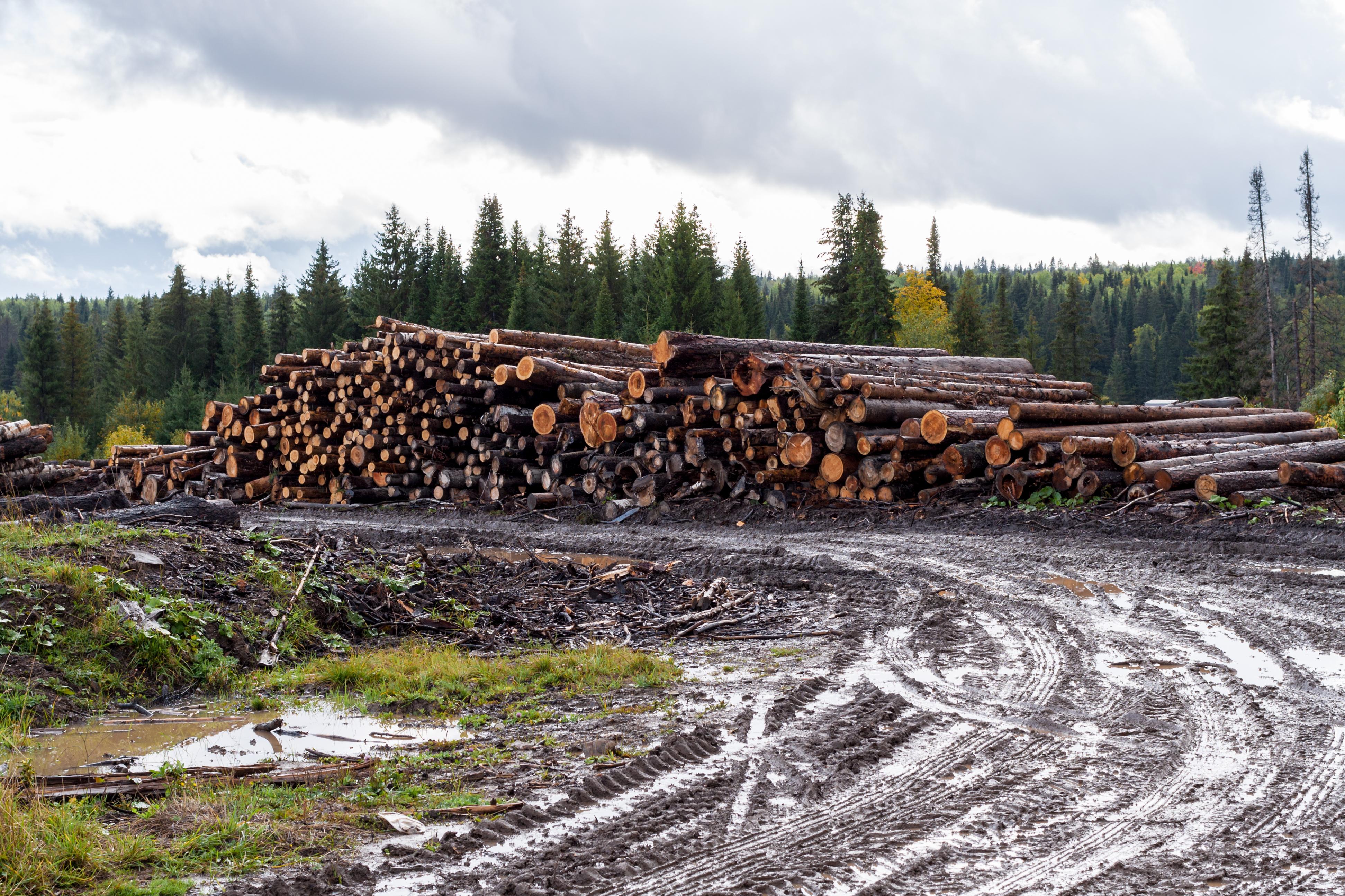 Una sociedad con los días contados por la deforestación