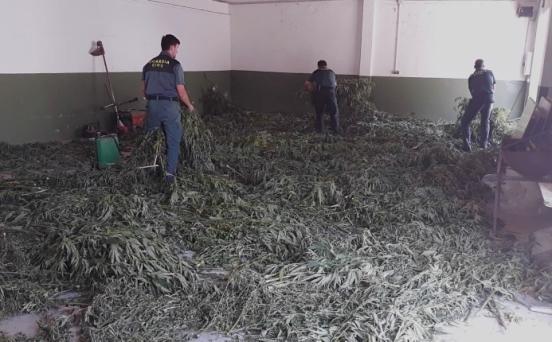 La Guardia Civil se incauta de más de 15.500 plantas de marihuana en julio - EP