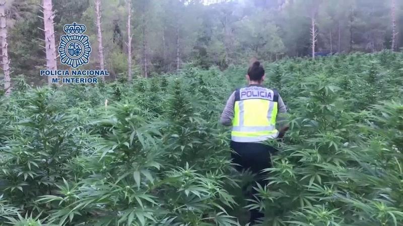 La Policía Nacional desmantela la mayor plantación de marihuana localizada hasta la fecha en Aragón - EP