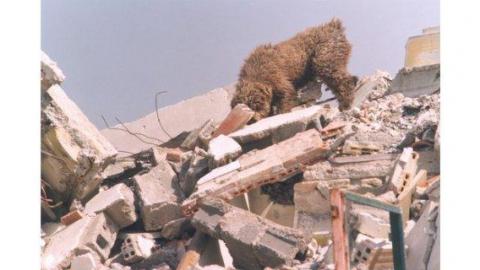 Arcón, el perro de Jaime Parejo, en una expedición. (Fuente: Método Arcón)