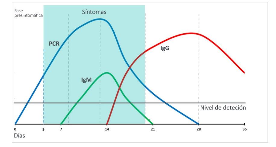 Gráfico desarrollo de anticuerpos en el Covid 19