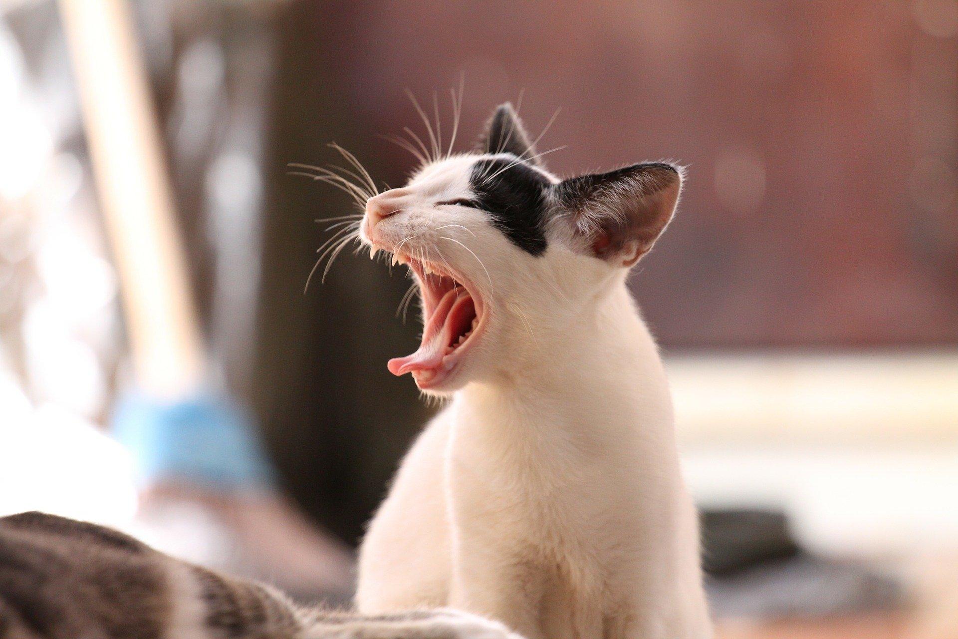 Un nuevo estudio veterinario revela los efectos del coronavirus en gatos