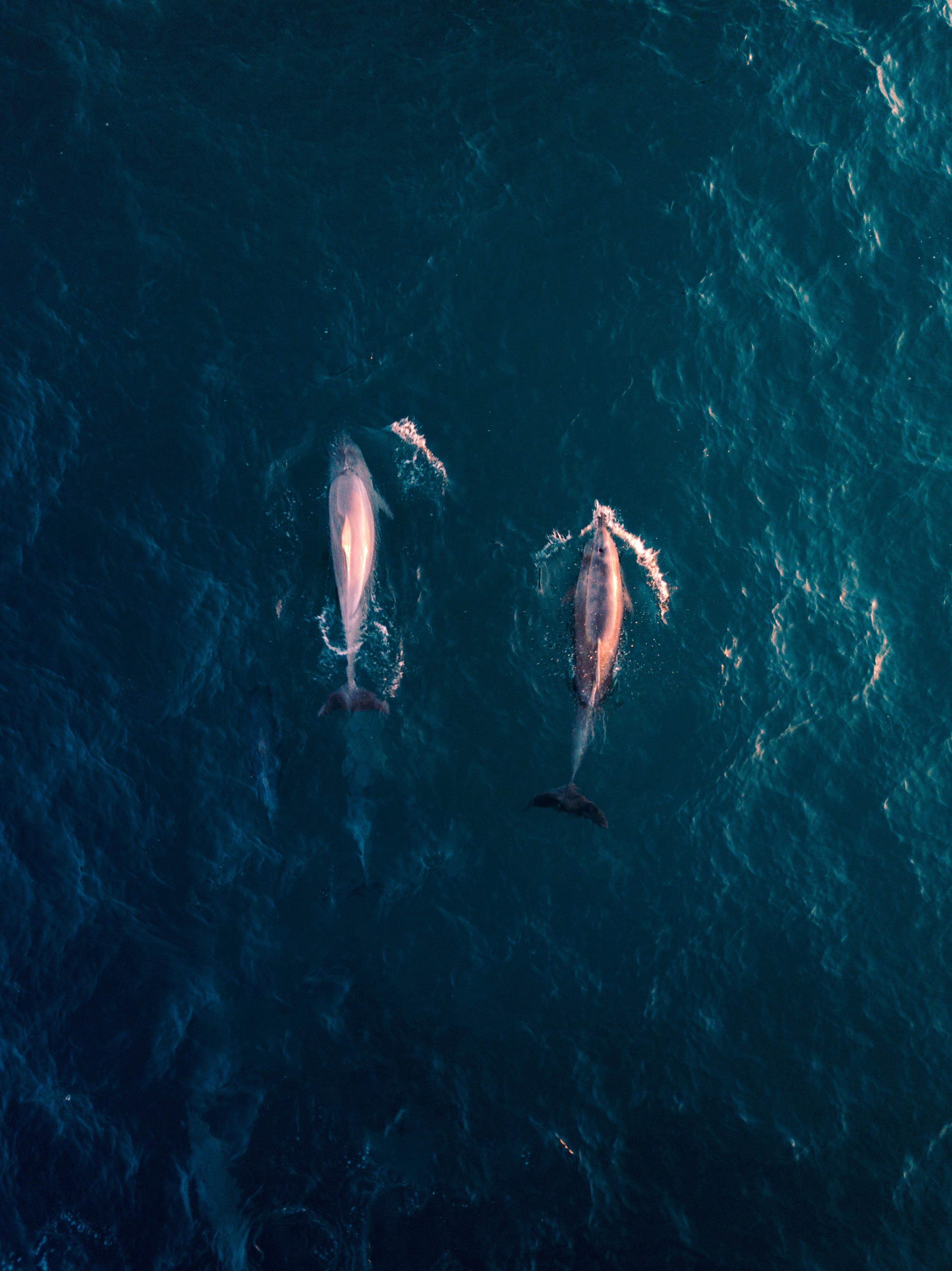 Ballenas. Lachlan Dempsey para Unsplash