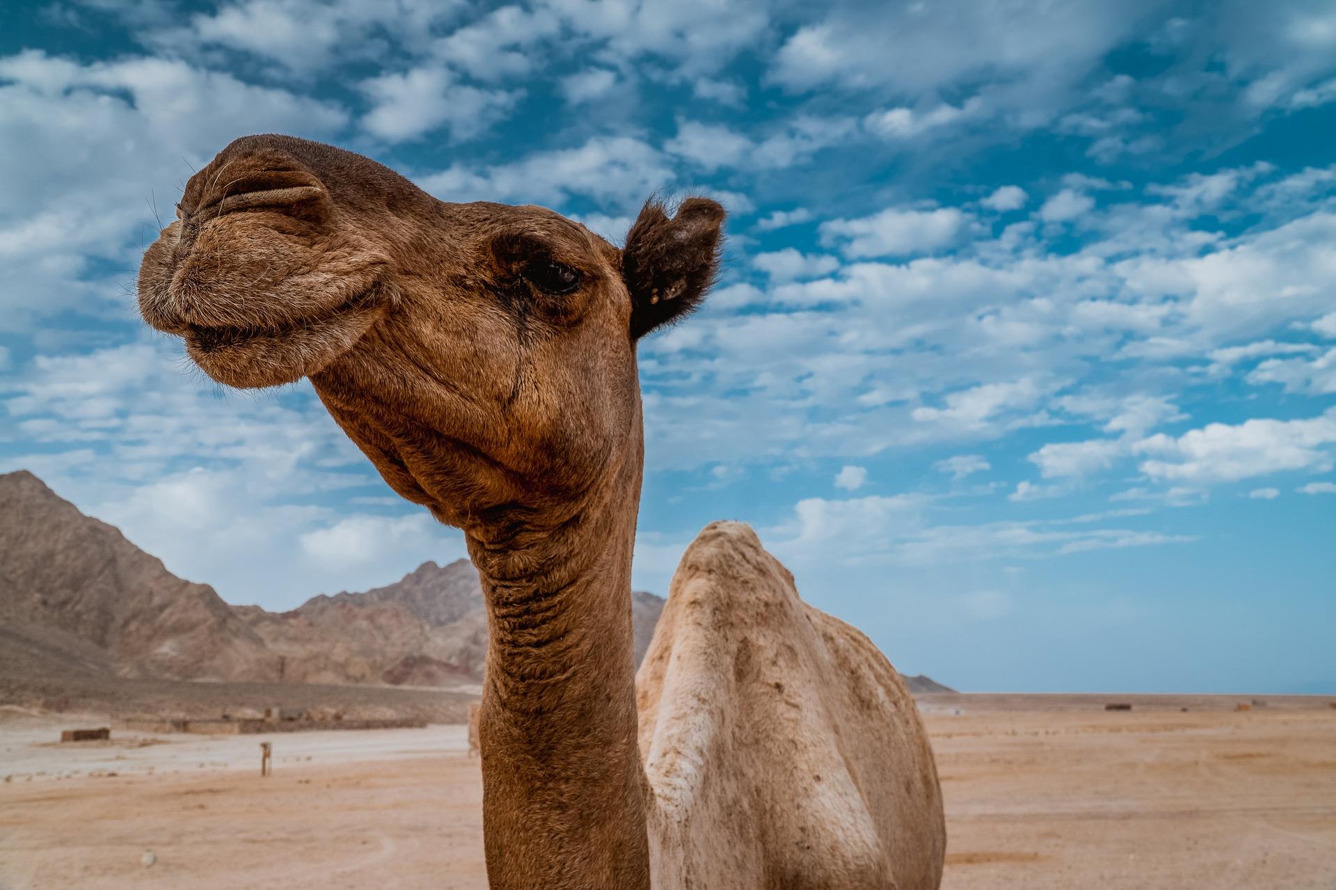 Camello - Pixabay