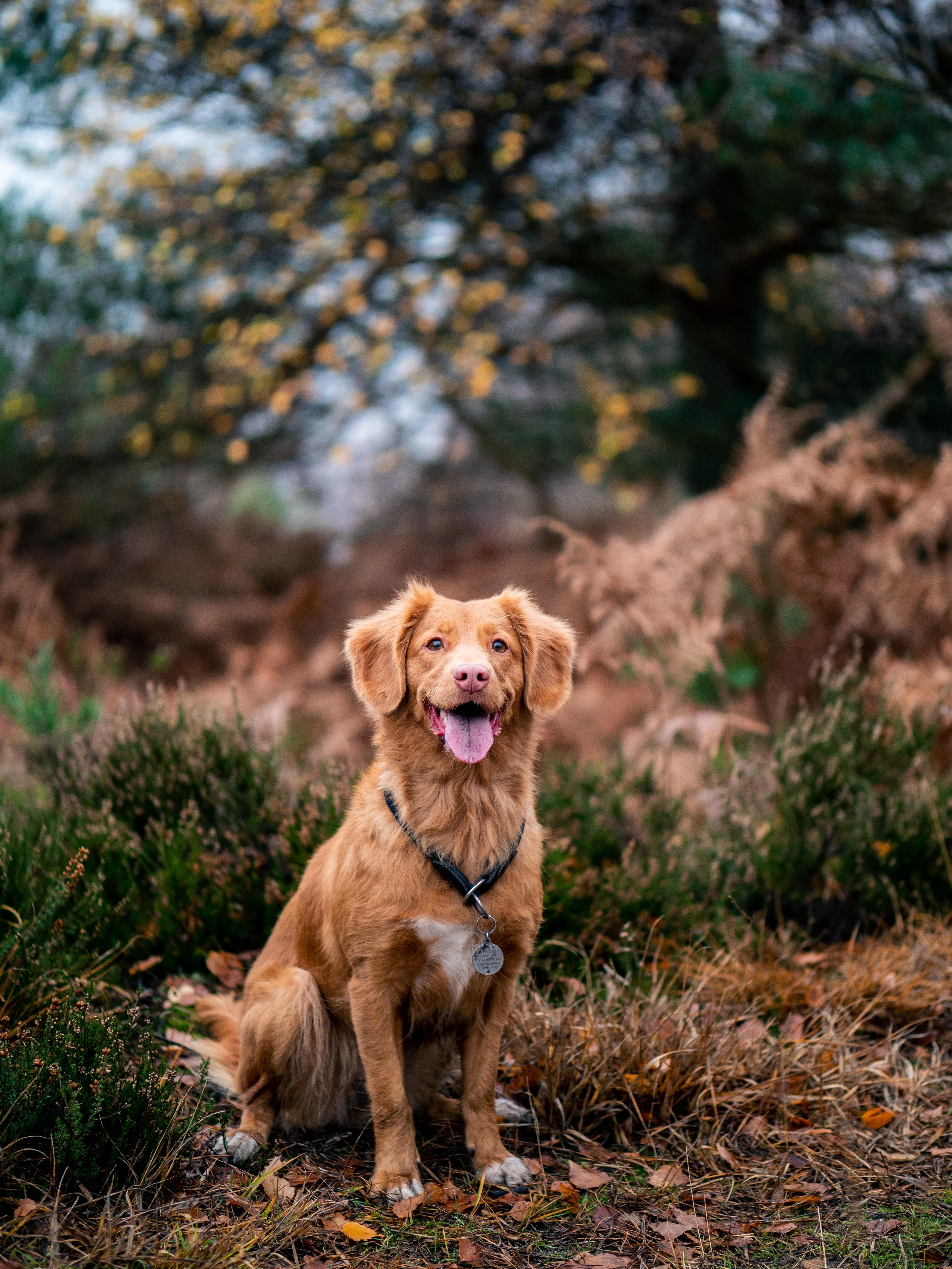 Perro. Jamie Street para Unsplash