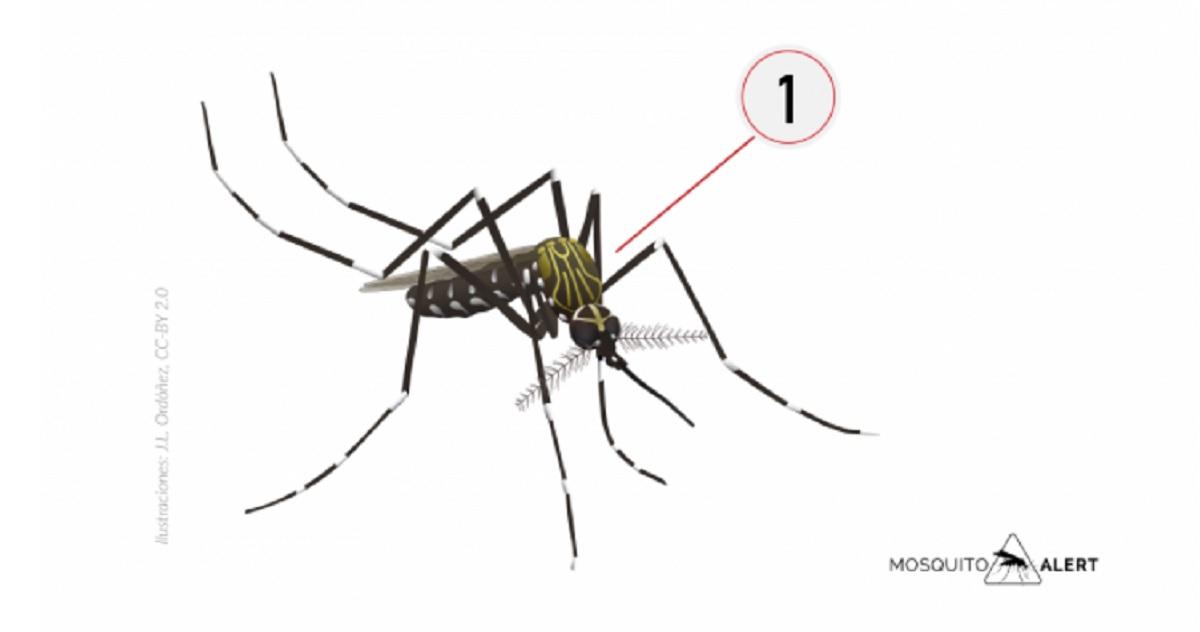 El mosquito del Japón. Fuente web Mosquito Alert
