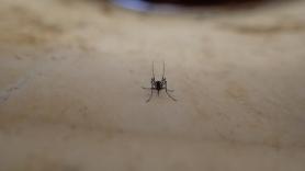 Mosquito Aedes aegypti hembra