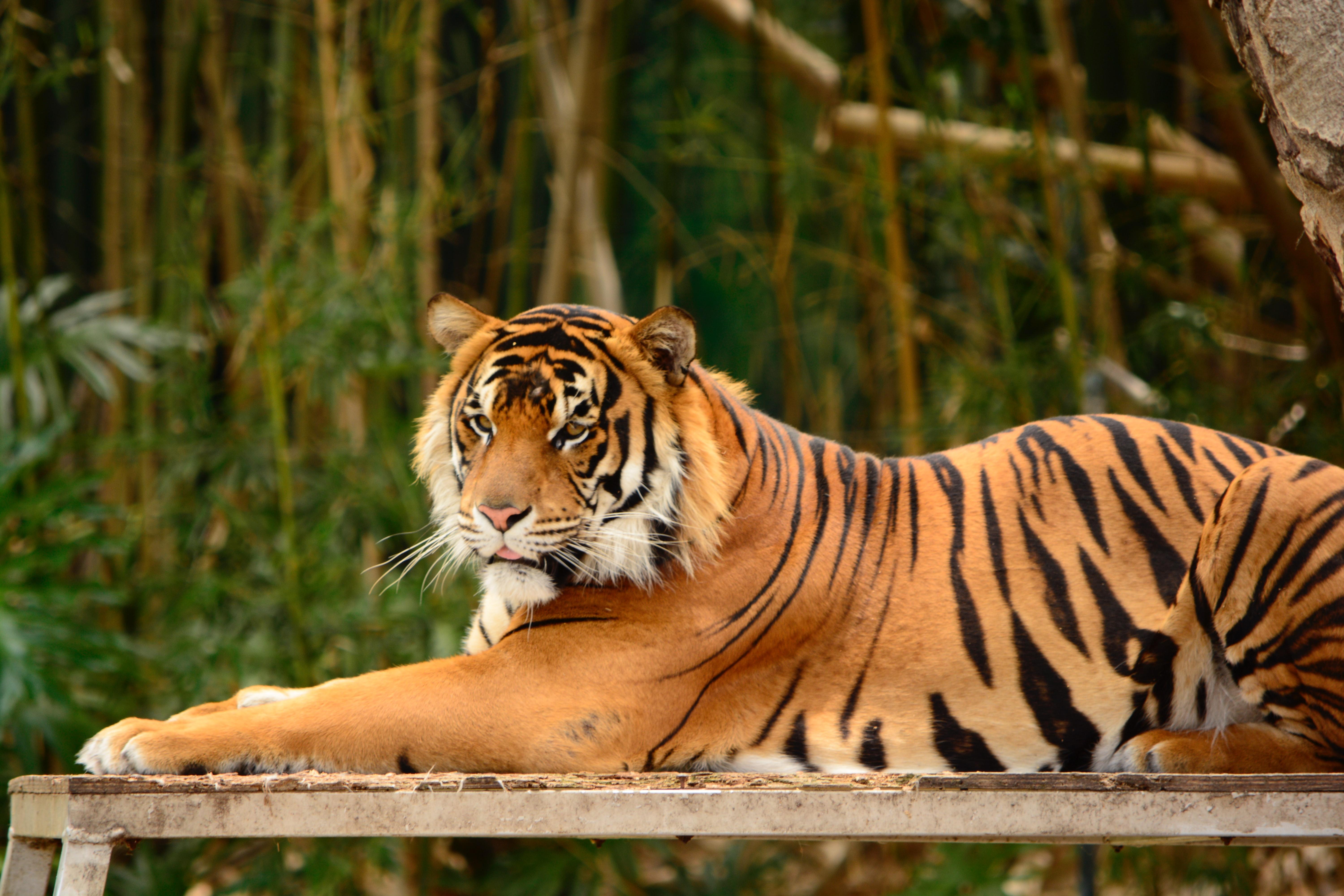 Imagen tigre en zoológico. Fuente: Unsplash.