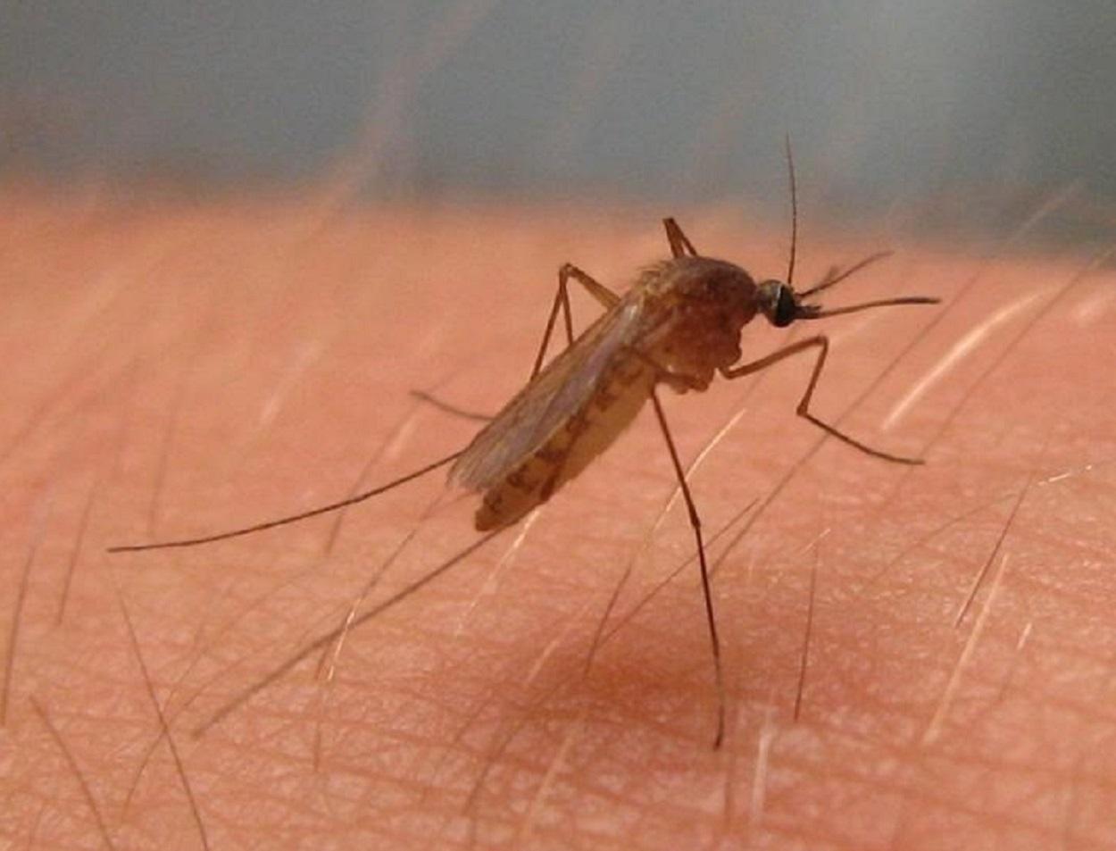 Imagen de un mosquito transmisor del virus del Nilo. 