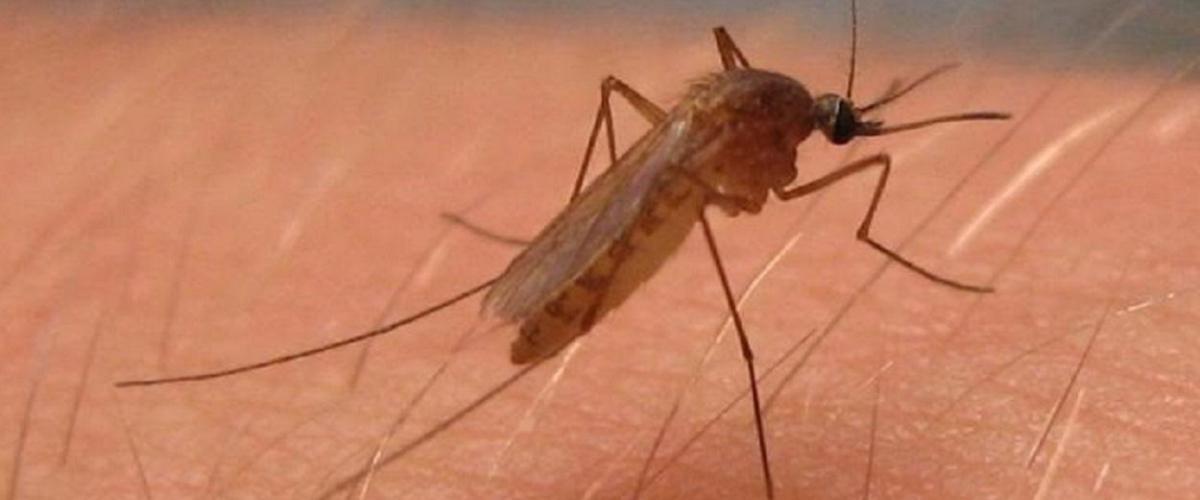 España logra controlar el virus del Nilo, pero los expertos advierten que no hay que bajar la guardia