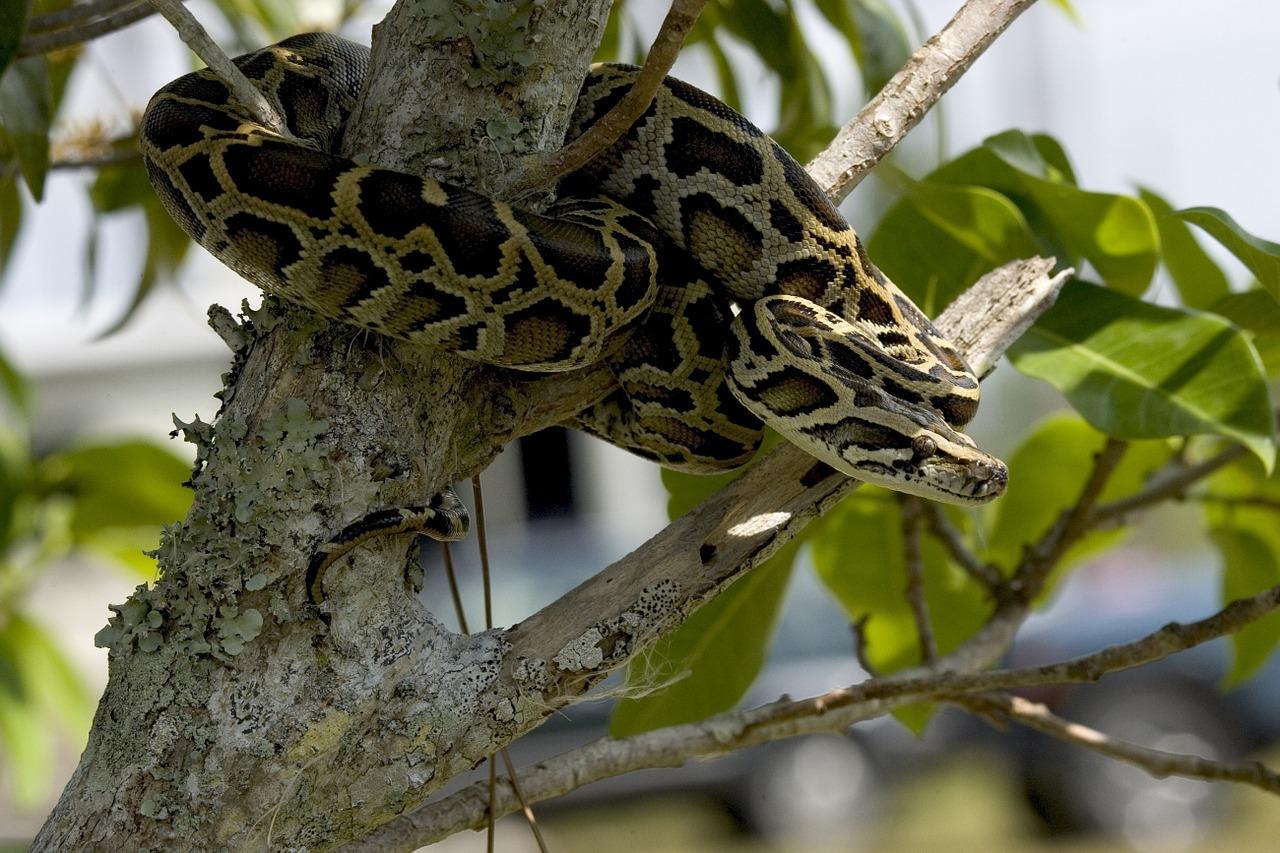 La serpiente pitón está considerada como una especie peligrosa