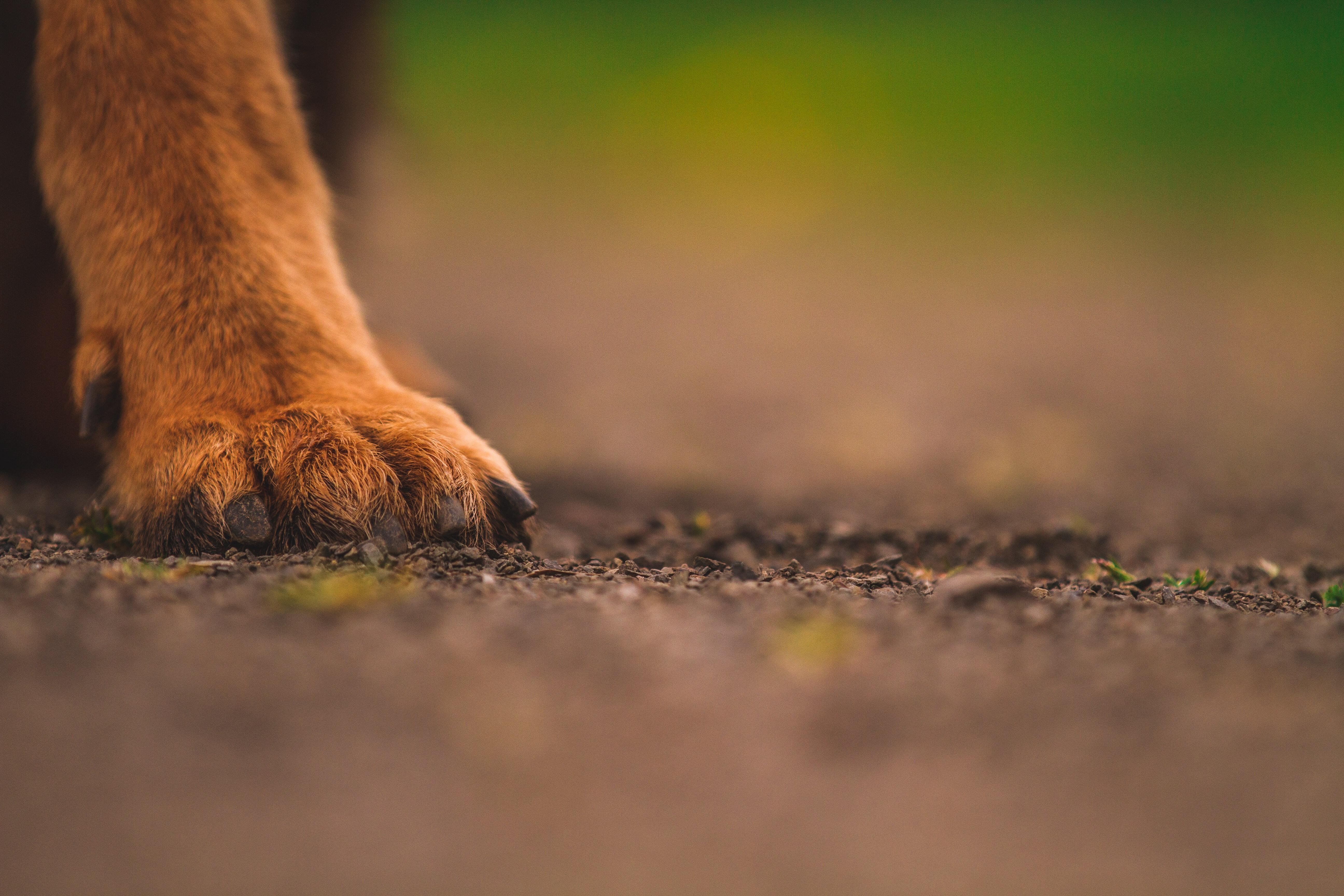 Pezuña de perro. Unsplash