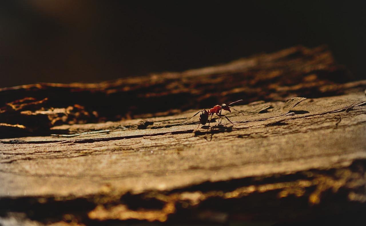 La hormiga argentina puede ser letal para algunos anfibios de Doñana. Pixabay