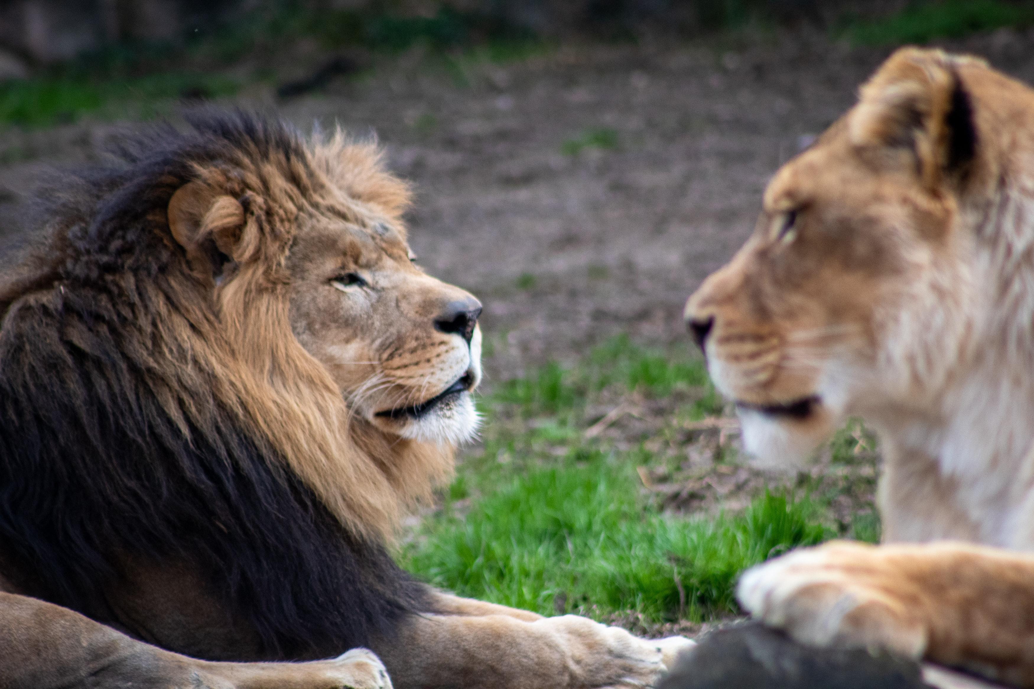 Leones. Unsplash