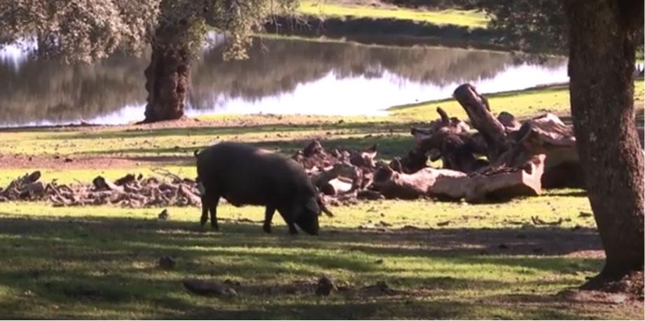 El año pasado la ganadora a nivel nacional fue la compañía extremeña (Badajoz) Señorío de Montanera, que nació en 1995 de la mano de un grupo de ganaderos tradicionales de ibérico en Extremadura, preocupados por la conservación de la pureza de la raza ibérica