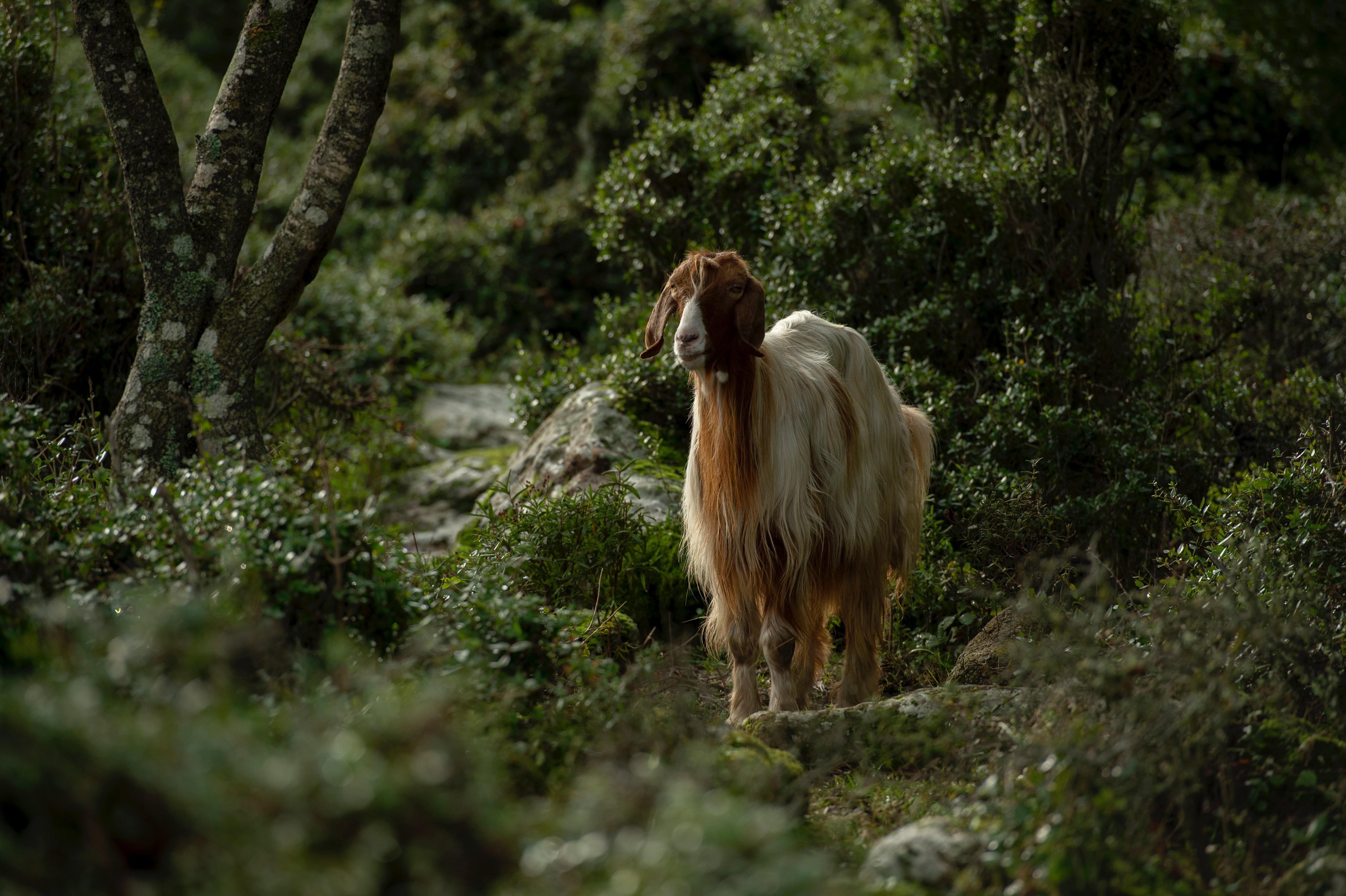 Cabra. Charlotte Venema para Unsplash